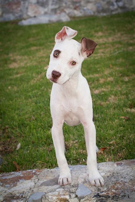 Pit Bull Cross Breed Photograph by Douglas Williams - Fine Art America