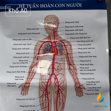 Tìm hiểu qua hình ảnh nội tạng người và cách tổ chức các bộ phận