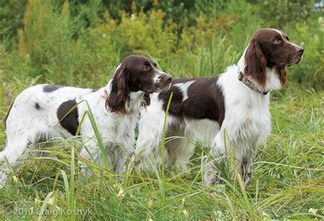 Pointing Dog Blog: Breed of the Week: The French Spaniel