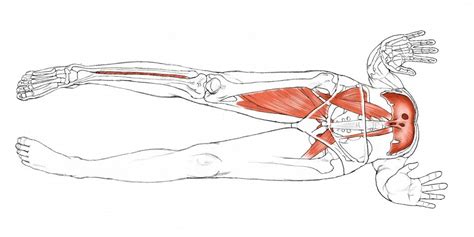 Yoga Anatomy: Upward-Facing Dog - Sonima