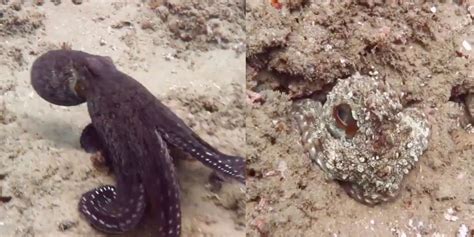 Viral video shows an octopus change colour and adapt to its ...