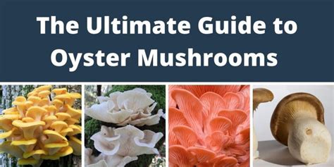 The Ultimate Guide to all Types of Oyster Mushrooms & their Benefits