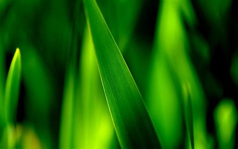 Green Grass Nature Close-Up Photo wallpaper | 1920x1200 | #30494