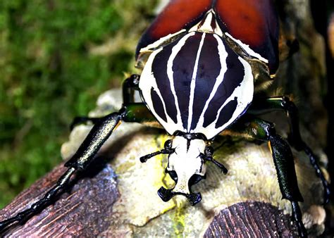 32 Goliath Beetle Facts: Ultimate Guide to All 5 Species | Everywhere Wild