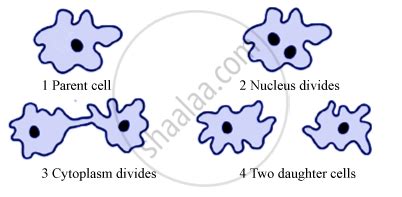 How Does An Amoeba Reproduce? Describe the Process of Reproduction In Amoeba with the Help of ...