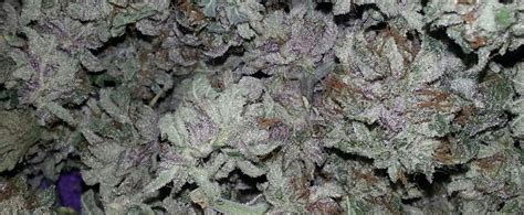 Purple OG Kush Strain review - I Love Growing Marijuana