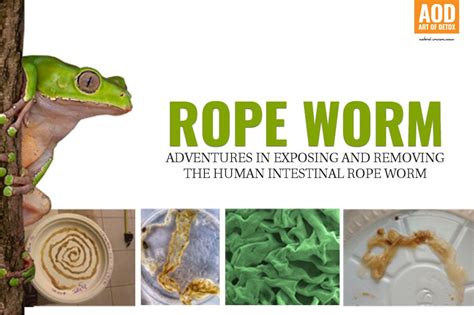 Rope Worm – Art of Detox