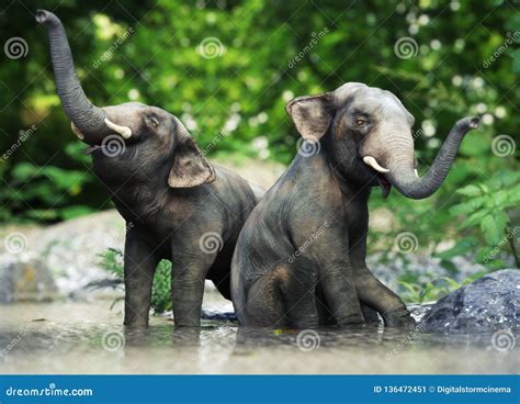 Two Cute Small Baby Elephants Playing in the Water. Stock Illustration ...