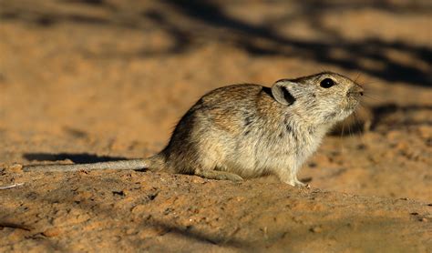 field-mouse – BirdLife eThekwini KZN