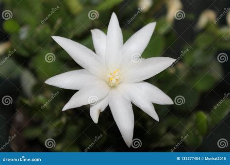 White Christmas cactus stock photo. Image of small, cactus - 132577404