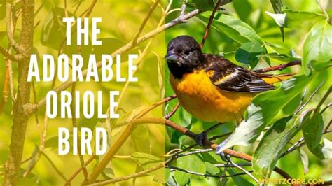 The Adorable Oriole Bird - My Petz Care