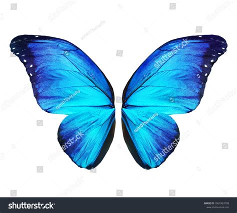 Wings Morpho Butterfly Isolated On White Stock Illustration 1961863708 ...