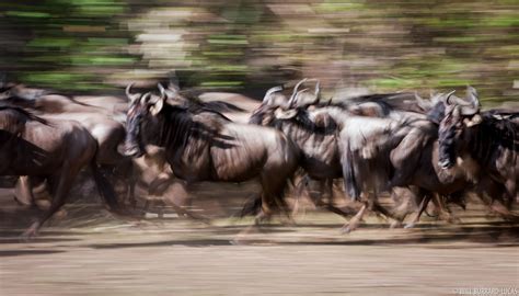 Wildebeest Stampede | Will Burrard-Lucas