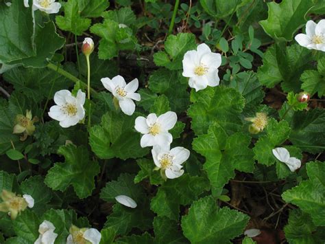 Cloudberry - PlantWatch