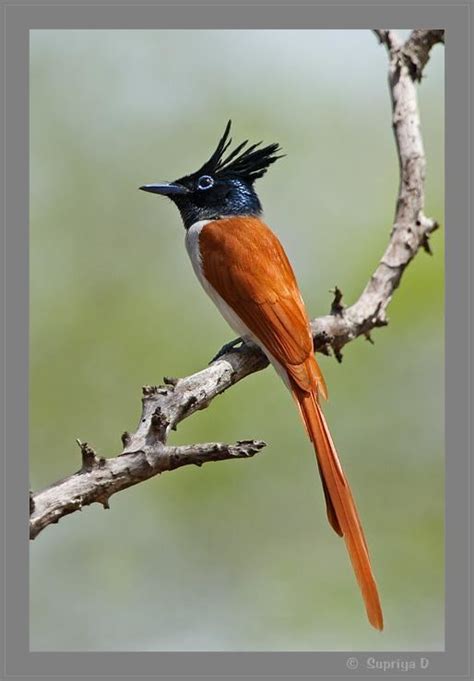 Indian paradise flycatcher - Alchetron, the free social encyclopedia