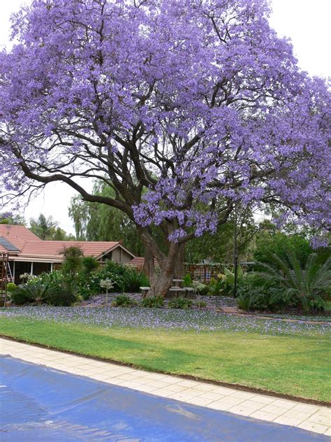 Pink Flowering Trees Southern California / Flowering Trees in Santa ...