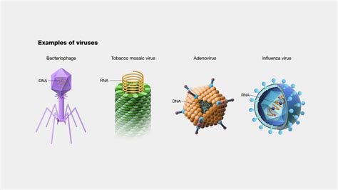 Virus