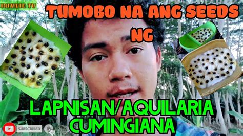 Tumobo Ng Yong Na Germinate ko Seeds Ng Lapnisan/Aquilaria Cumingiana/AgarWood Tree - YouTube