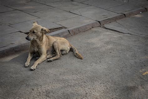 Old Delhi Streets on Behance