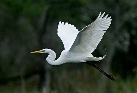 great white heron pictures - Google Search | Fotografía animal, Dibujos ...