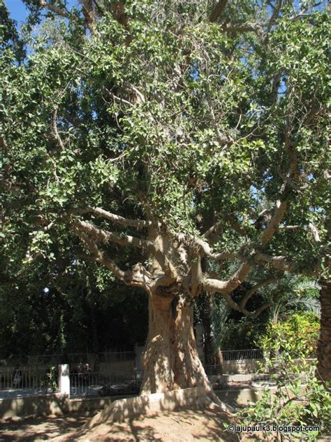 THROUGH THE LAND OF ISRAEL III: The Traditional Sycamore Tree of Zacchaeus-Jericho. Is it really ...