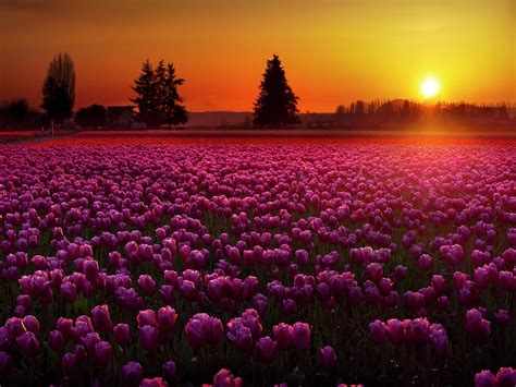 Tulip Field at Sunset Photograph by Penny Lisowski | Fine Art America