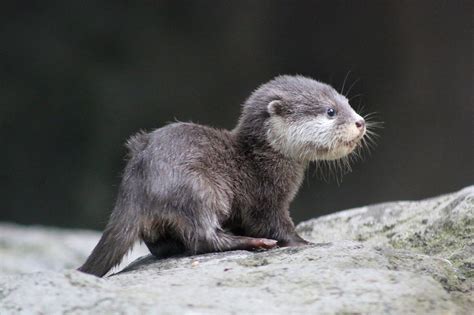 10 facts you might not know about the adorable otter | by Taronga ...