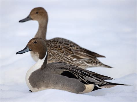 Pintail Ducks - Mark Eccleston Photography