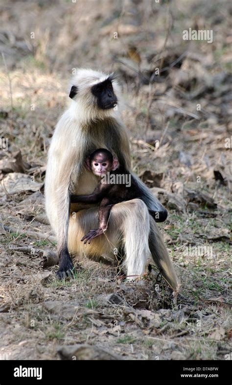 female hanuman langur monkey with cute baby cuddling her Stock Photo ...