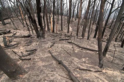 Black Saturday bushfires | National Museum of Australia