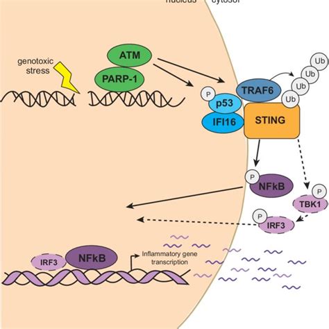 Non-canonical activation of STING (STimulator of INterferon Genes ...