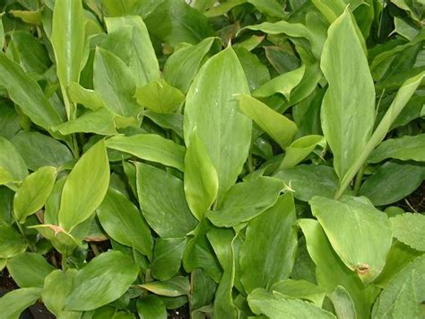 100 Elettaria cardamomum Seeds green cardamom Seeds true | Etsy