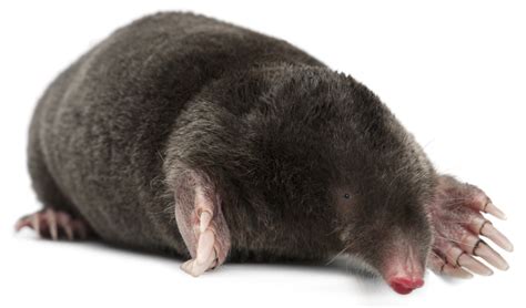 Moles - Welcome to First EnviroWelcome to First Enviro