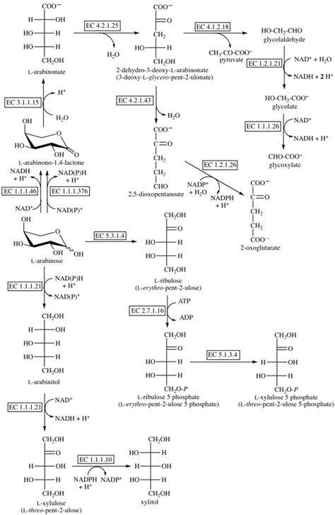 L-Arabinose Catabolism