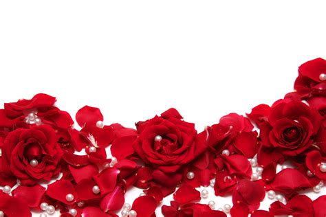 🔥 Download Red Roses With White Background by @khenson | Red Rose With ...