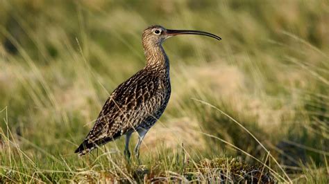 Curlew Habit & Population Project | Raby Estates