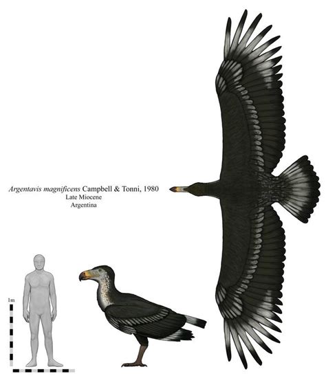 Argentavis magnificens, a species of teratornithid bird from Miocene Argentina. With an ...