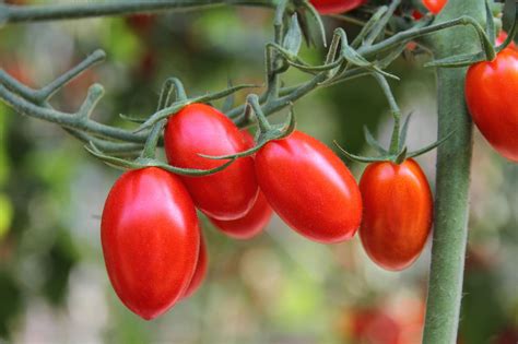 The 25 Most Delicious Types of Tomatoes