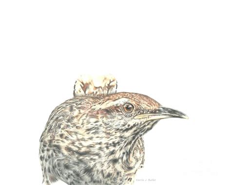 Cactus Wren Drawing by Karrie J Butler - Fine Art America