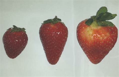 Classification of strawberry fruits by their caliber Categories III,... | Download Scientific ...