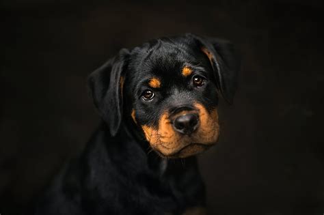 Rottweiler 1080P, 2K, 4K, 5K HD wallpapers free download | Wallpaper Flare