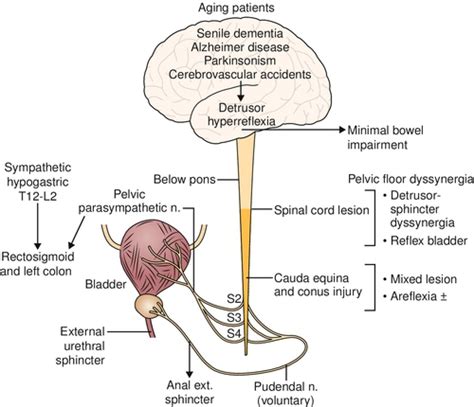 Pelvic Floor Dyssynergia Icd 10 | Review Home Co