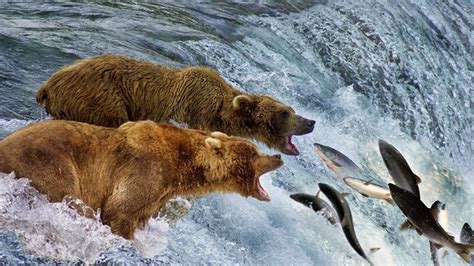 Beauty Nature & Wild - Bear catching salmon in waterfall | Wild Animals 2018 - YouTube