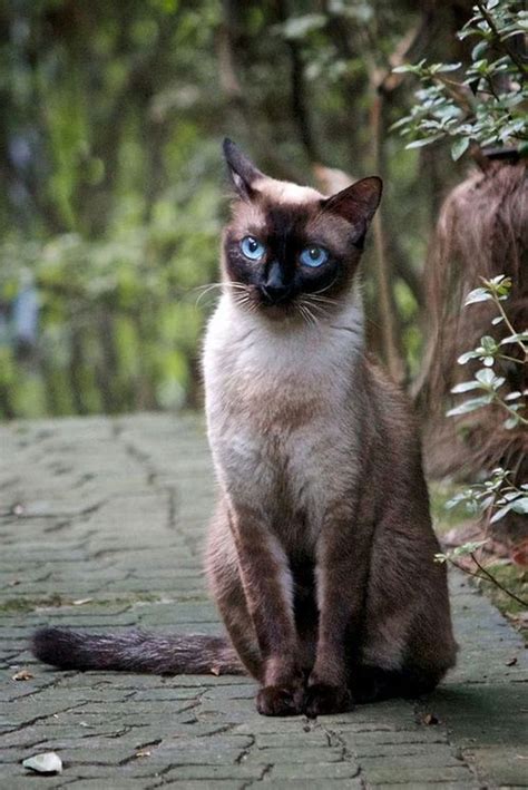 Siamese Cat Breeders Georgia - British Shorthair