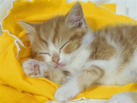 Free download Sleeping cat wallpaper cute on pc beautiful desktop ...