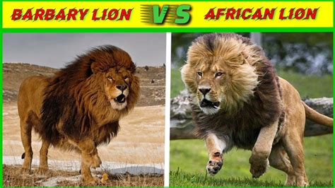 Barbary lion vs African lion क्या लगता है किसकी होगी जीत?/barbary lion ...