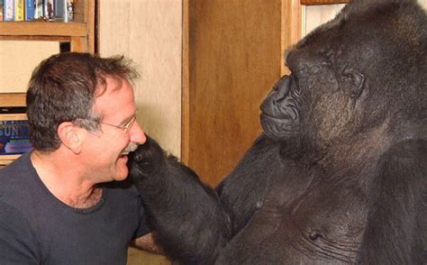 Watch: Robin Williams Makes 'Koko' the Gorilla Smile | Milpitas, CA Patch