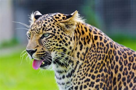 Big cats, Leopards, Glance, Whiskers, Snout, HD Wallpaper | Rare Gallery