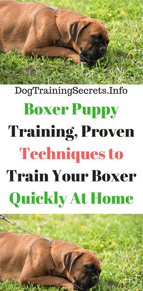 Boxer Puppy Training, Proven Techniques to Train Your Boxer Quickly At Home #puppytrainingidea