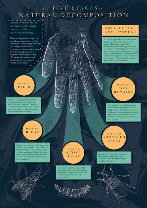 5 Stages of Natural Human Decomposition on Behance